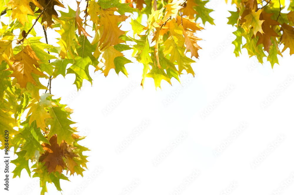 Closeup of autumn leaves over white background Closeup of autumn leaves over white background