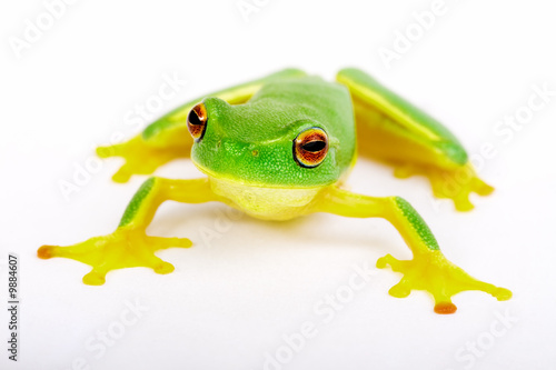 Little tree-frog on white background - close-up