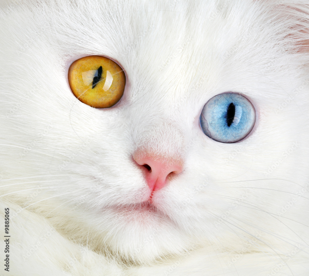 Portrait of a varicoloured eyes white cat... Portrait of a varicoloured eyes white cat...