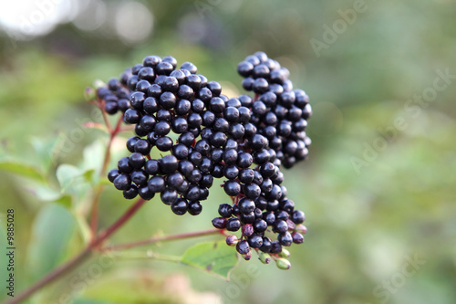 branches of elder-berry