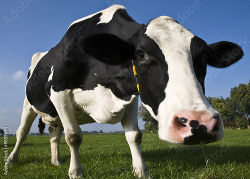 Dutch cow © erikdegraaf