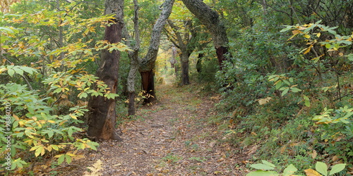 Chemin d'automne dans la forêt de provence - panoramique