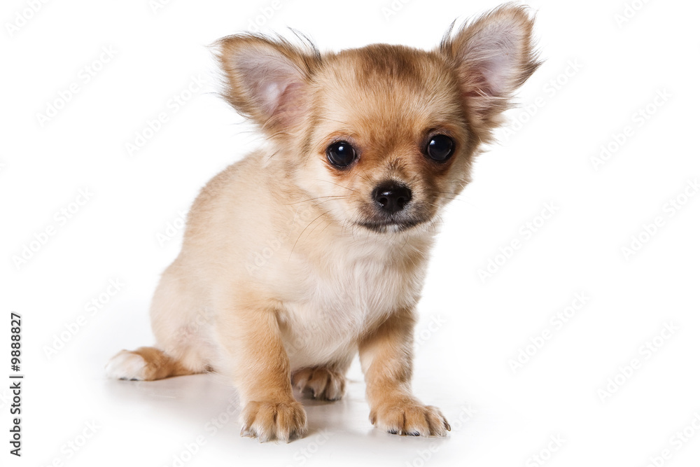 Chihuahua puppy on white background Chihuahua puppy on white background