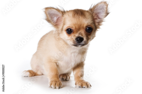 Chihuahua puppy on white background