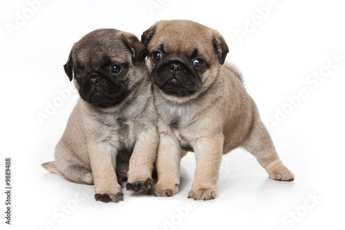 Pug puppies on white background