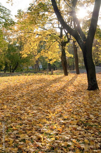 Autumn foliage in the park