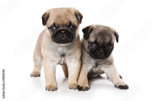 Pug puppies on white background