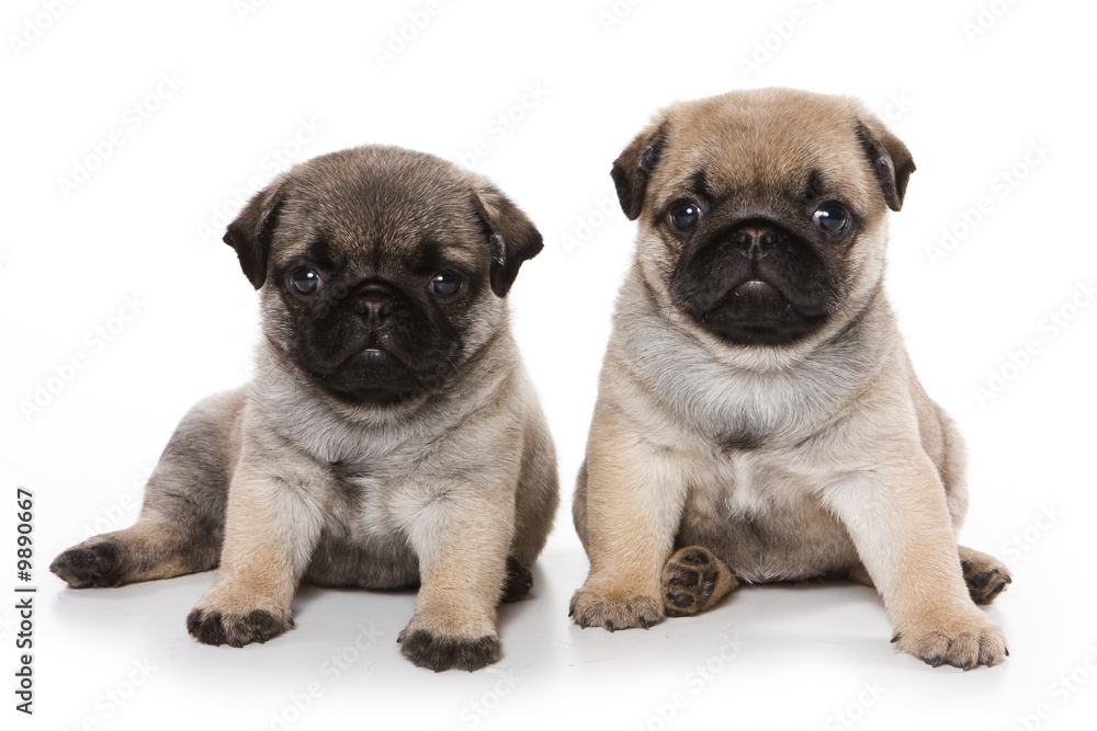 Pug puppies on white background Pug puppies on white background