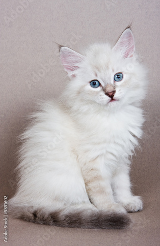 Siberian kitten on grey background