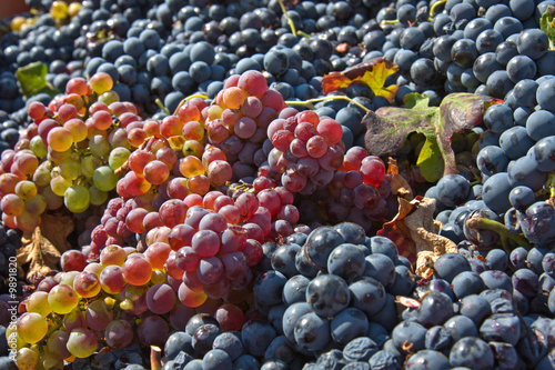 Uvas recolectadas en Utiel, provincia de Valencia (España)