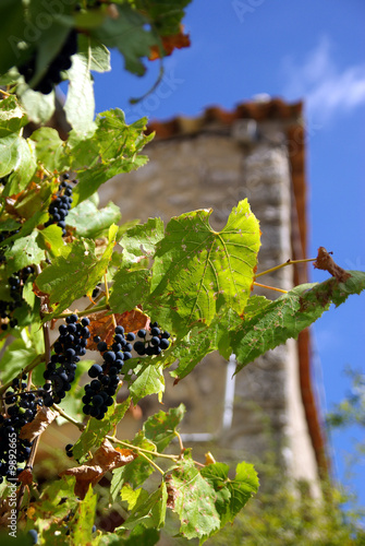 Detail view of grapevine in a garden.