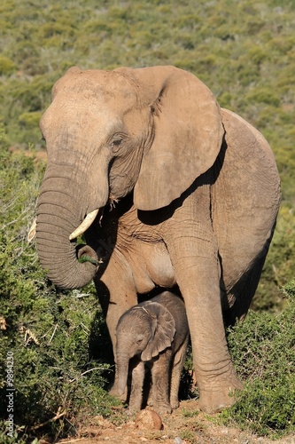 Canvas Print Large mother elephant standing over it's newly born baby