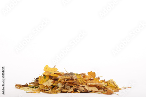 Laubhaufen