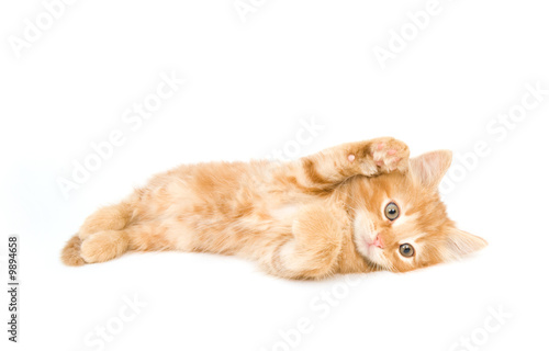 A yellow kitten laying down on a white background