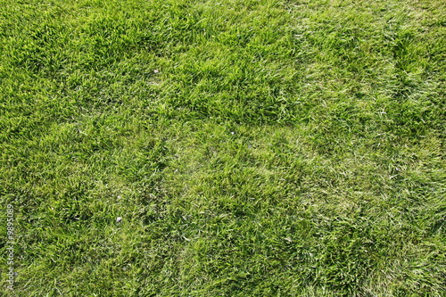 green field