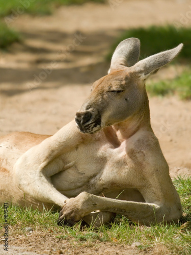 Lazy kangaroo with almost human posture