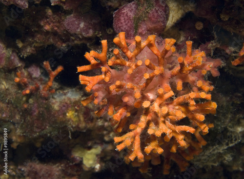 Fotobehang coral