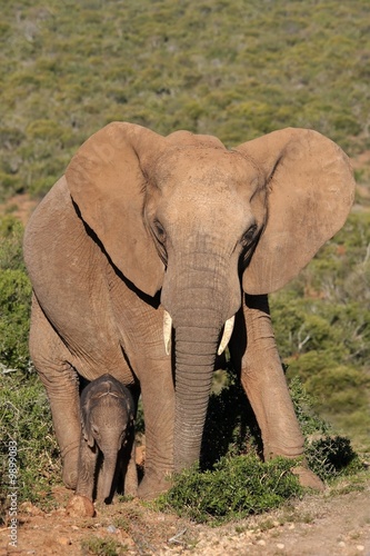Mother elephant standing next to her day old baby