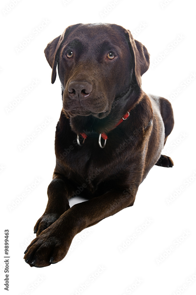 Handsome Labrador Dog Lying Down