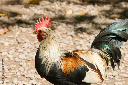 Brightly colored rooster strutting about on the farm..