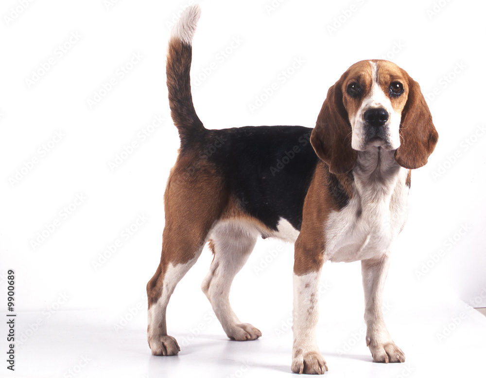 chien de race beagle de trois quart détourable