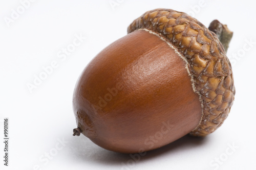 Simple macro image of an acorn isolated on white. photo