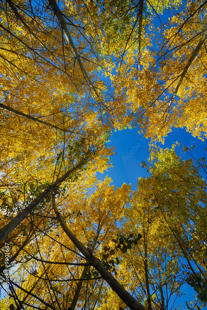 View of trees with yellow leaves seen from below View of trees with yellow leaves seen from below