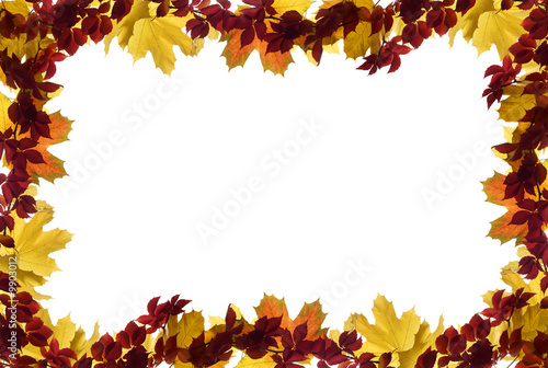 natural colorful autumn leaves frame on white
