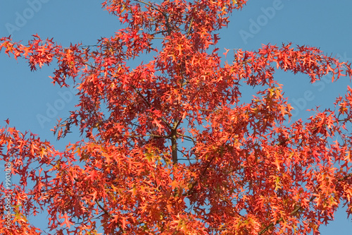chêne en automne