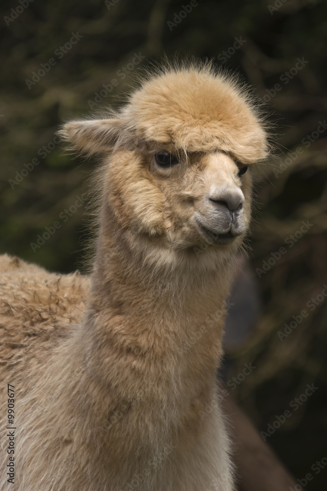 Close up of a Llama (Lama glama)