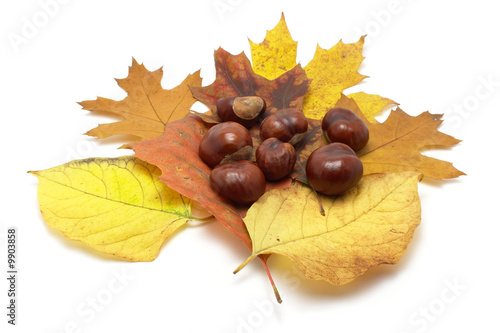 Leaves and conkers