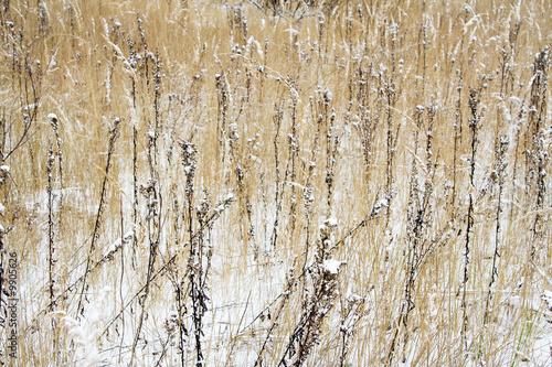 Dry herbage at field at winter