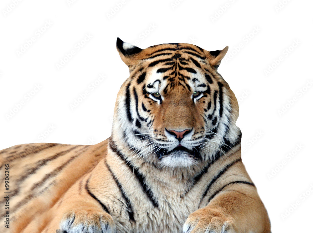Obraz premium Portrait of tiger isolated on white background.