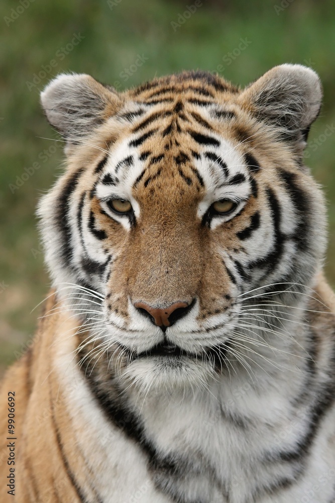 Portrait of a beautiful big male tiger