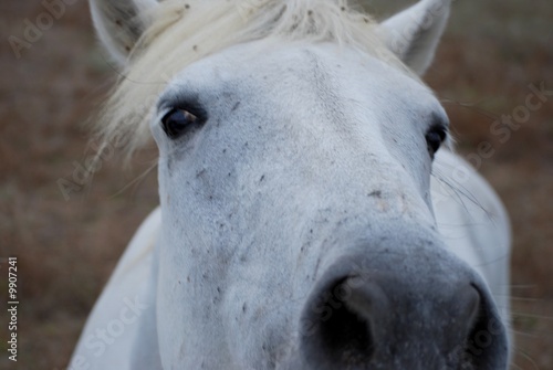 Naseaux et regard de cheval blanc camarguais
