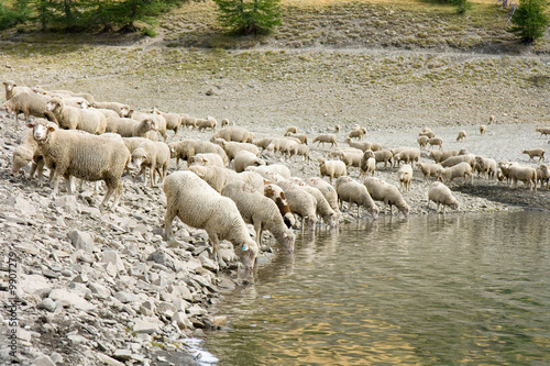 Moutons s'abeuvant