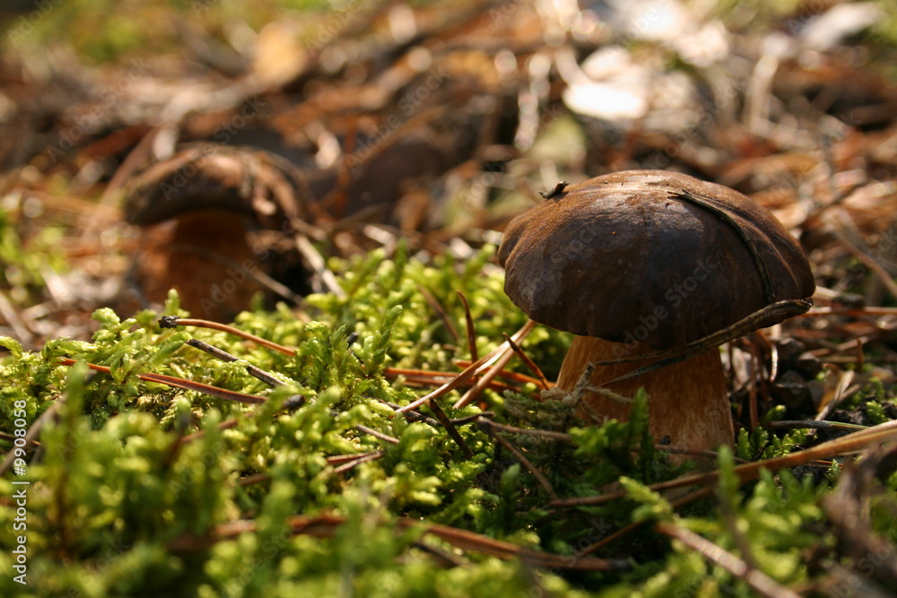 Xerocomus Xerocomus