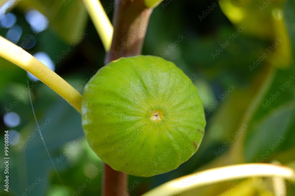 Un figue sur l'arbre.