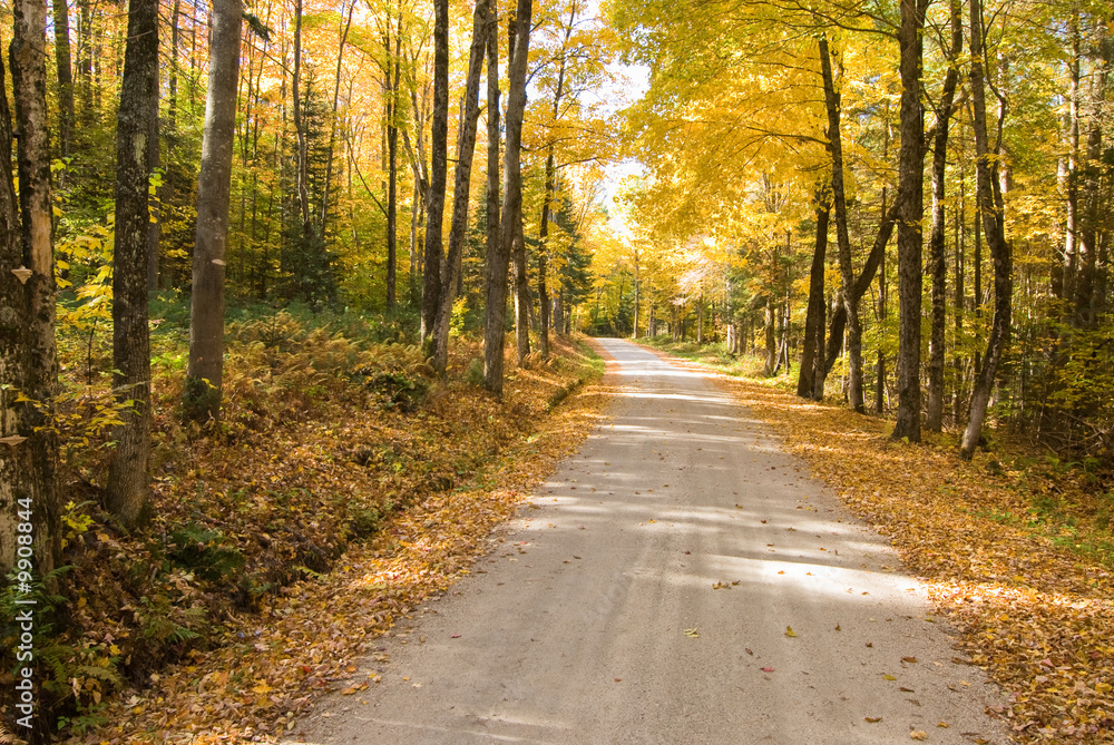 Naklejka premium Footpath in an amazing fall forest