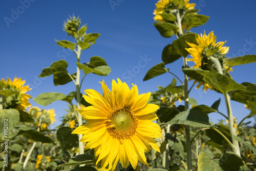 Fototapeta Naklejka Na Ścianę i Meble -  Sonnenblumenfeld