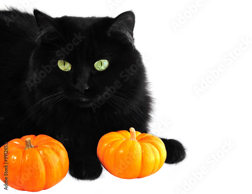 black fluffy cat with two mini pumpkins on white background © Misha