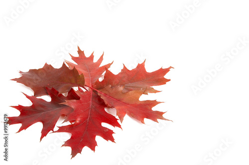 Colour leaves isolated on a white background.