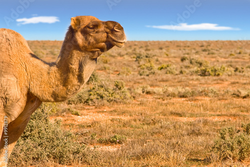 great image of a camel looking over australian desert