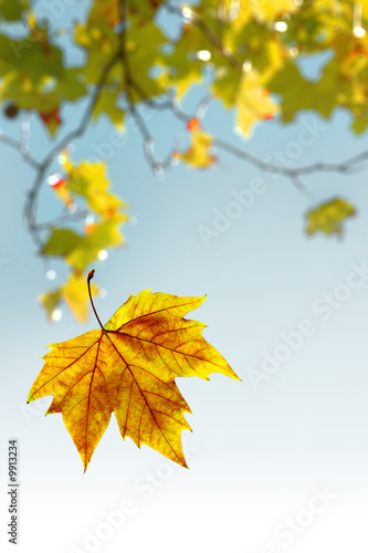 Falling wilted leaf agaist a out of focus tree branch