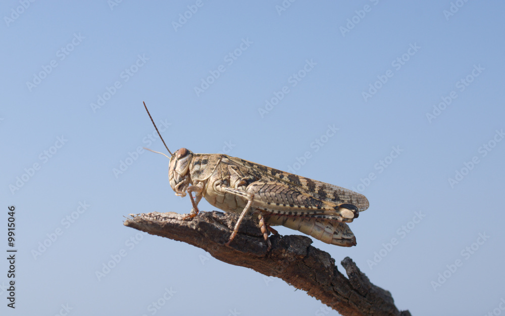 Fototapeta premium locust