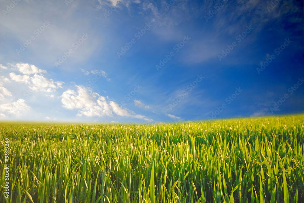 field green wheat and white clouds