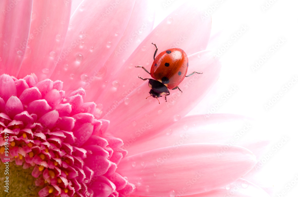 Obraz premium flower petal with ladybug