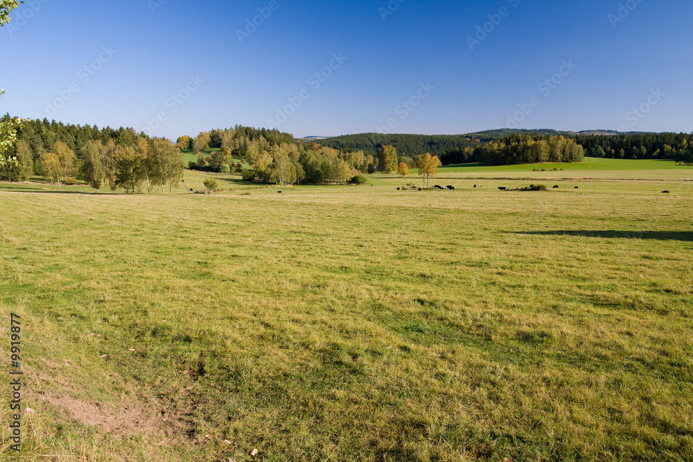 green pastures in the autumn