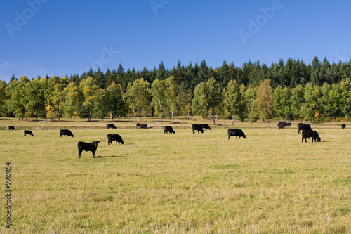 beautiful autumn landscape with grazing cows