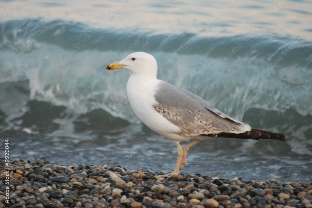 Naklejka premium oiseau marin